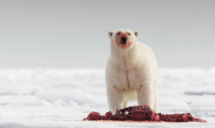 Polar Spitzbergák, fotó hírek