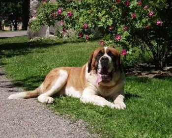 Dog Breed Beethoven - ellátás kutyák számára (fajta) Dog Breed Beethoven - Care kutyáknak