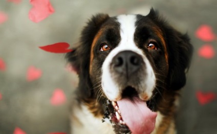 Dog Breed Beethoven - gondoskodni a kutyák számára (kutyafajta Beethoven) Dog Breed Beethoven - Care kutyáknak