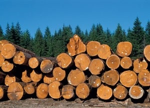 A megfelelő tárolás fa, hogyan kell tárolni rönk és fűrészáru (store) A megfelelő tárolás fa, hogyan kell tárolni rönk és fűrészáru