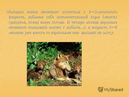 Bemutató, hogyan farkasvadászati tanítani a kölykök (vadászati) Bemutató, hogyan farkasvadászati tanítani a kölykök