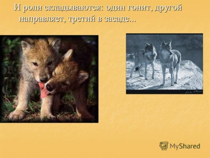 Bemutató, hogyan farkasvadászati tanítani a kölykök (téma) Bemutató, hogyan farkasvadászati tanítani a kölykök