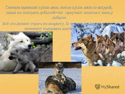 Bemutató, hogyan farkasvadászati tanítani a kölykök (téma) Bemutató, hogyan farkasvadászati tanítani a kölykök