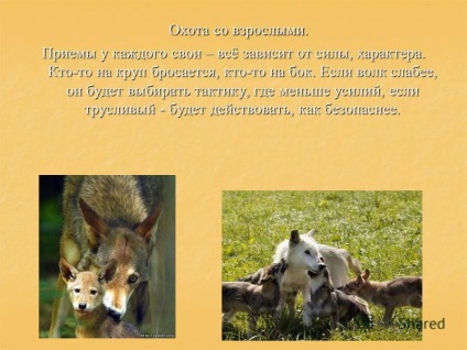 Bemutató, hogyan farkasvadászati tanítani a kölykök (mint a farkasok tanítani kölykeit vadászni) Bemutató, hogyan farkasvadászati tanítani a kölykök