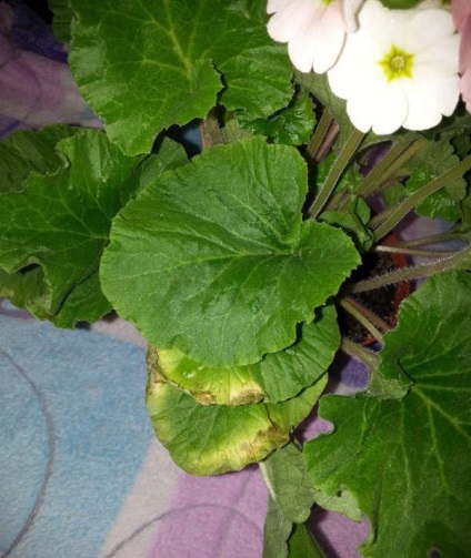 Primula - miért sárgulnak és száraz levelek fotó, kezelés (szárítás) Primula - miért sárgulnak és száraz levelek fotó, kezelés