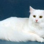Bolyhos macska szeme kék, fajta, fajta, fotók és tényeket róluk, fotókkal kőzetgyapot