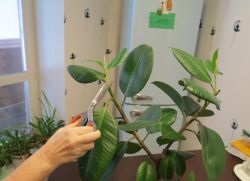 Sokszorosítása ficus az otthoni (reprodukció) Sokszorosítása ficus az otthoni