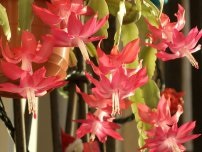 Szaporítás osztás és dugványok a kaktusz és a virágok a házban (villa)