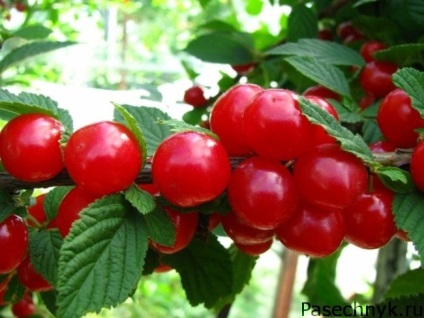 A szaporodási Cherry sokféle módon