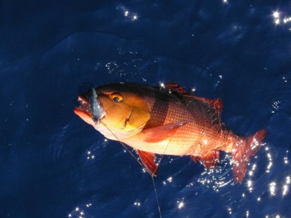 Риба окунь (фото)