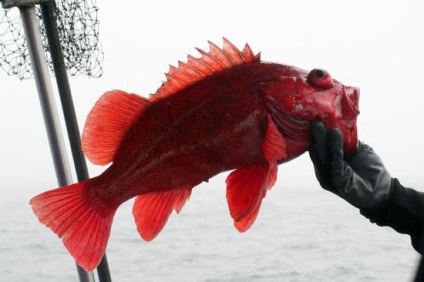 Риба окунь (фото)