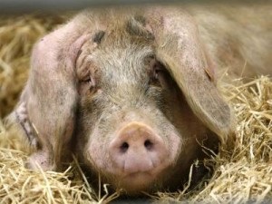 Nátha sertésekben és hatékony kezelés a tünetek (rhinitis) Nátha sertésekben tünetek és hatékony kezelés