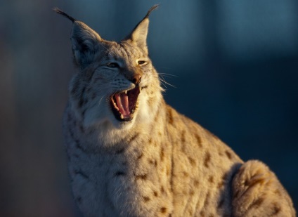 Lynx - messze otthonától punci
