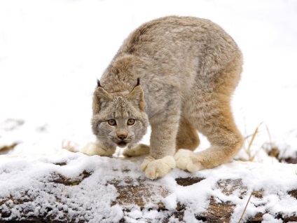 Lynx - messze otthonától punci