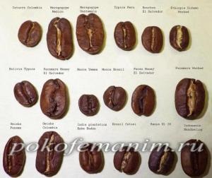 Robusta vagy Arabica melyik a jobb