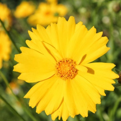 Daisy sárga évelő, leírás, termesztés és ültető