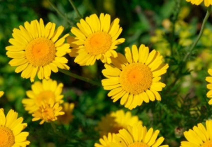 Daisy sárga évelő, leírás, termesztés és ültető