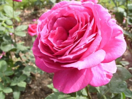 Roses Top 15 romantikus fokozat (felső) Roses Top 15 romantikus fokozat