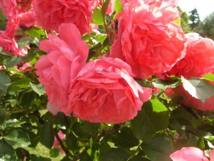 Roses Top 15 romantikus fokozat (felső) Roses Top 15 romantikus fokozat