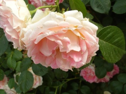 Roses Top 15 romantikus fokozat (felső) Roses Top 15 romantikus fokozat
