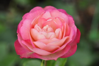 Roses Top 15 romantikus fokozat (felső) Roses Top 15 romantikus fokozat
