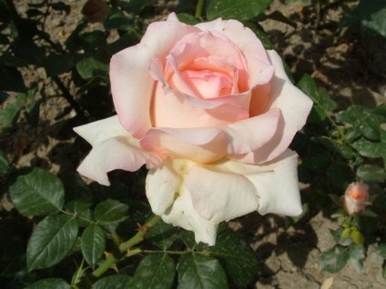 Roses Top 15 romantikus fokozat (felső) Roses Top 15 romantikus fokozat