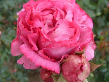 Roses Top 15 romantikus fokozat (felső) Roses Top 15 romantikus fokozat