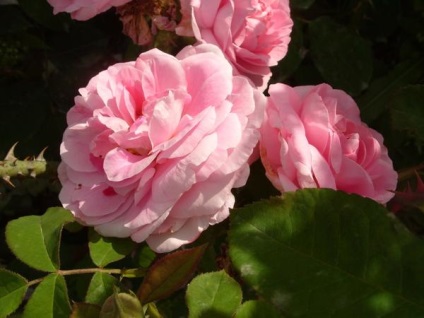 Roses Top 15 romantikus fokozat (felső) Roses Top 15 romantikus fokozat