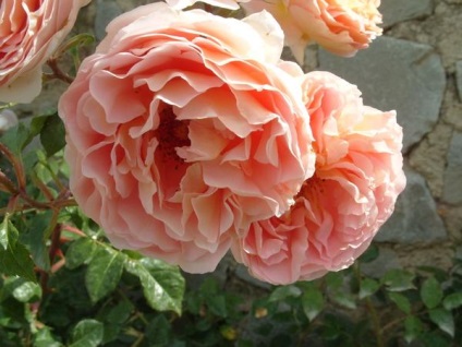 Roses Top 15 fajta romantikus (romantikus) Roses Top 15 romantikus fokozat