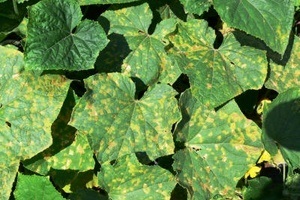 Іржаві плями на листі огірків - магія рослин