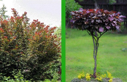 Kert Bonsai Master Class () Kert Bonsai Master Class