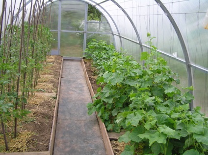 Állíts össze egy üvegház uborka, hogy tegye egy és hogyan növekszik padlizsán, kompatibilitás