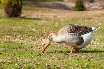 Grey Goose nagy fajta leírását, jellemzőit, fotók
