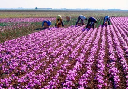 Saffron hasznos tulajdonságok és károsodás hatása van a szervezetben, és használatra (expozíciós) Saffron hasznos tulajdonságok és károsodás hatása van a szervezetben, és a használata