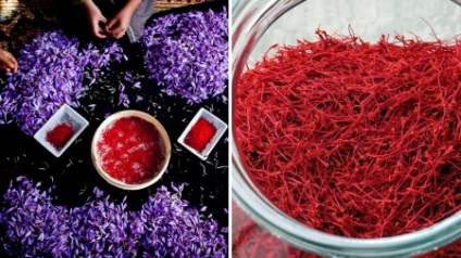 Saffron hasznos tulajdonságok és károsodás hatása van a szervezetben, és használatra (expozíciós) Saffron hasznos tulajdonságok és károsodás hatása van a szervezetben, és a használata