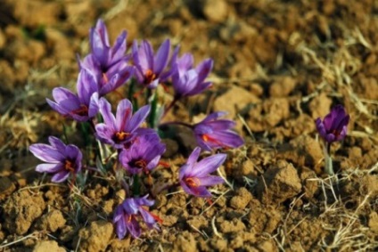 Saffron hasznos tulajdonságok és károsodás hatása van a szervezetben, és a használata (sáfrány) Saffron hasznos tulajdonságok és károsodás hatása van a szervezetben, és a használata