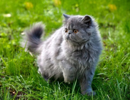 Sampon hosszú szőrű (bolyhos) macskák királyi vőlegény térfogat és rugalmasság, királyi vőlegény