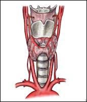 Pajzsmirigy - jellemzői az anatómiai szerkezet (helyét a pajzsmirigy,