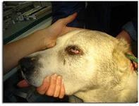 Horner-szindróma a kutyák és macskák - Állatgyógyászati ​​Központ - dobrovet