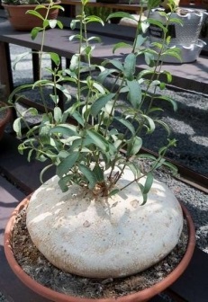 A caudex (caudex) a caudex