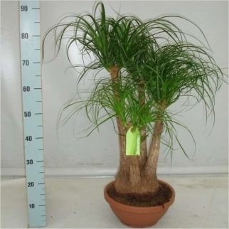 A caudex (közvetlen napfény) a caudex