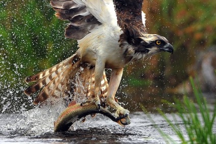 Osprey - egy jól ismert horgász - a csodálatos világ az állatok