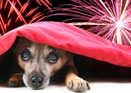 A kutya fél a tűzijáték, tűzijáték és petárdákat, hogy nem, szálloda kutyák és macskák - ceruza - a