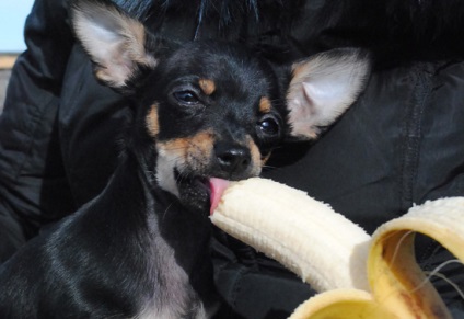 Kutya szereti banán