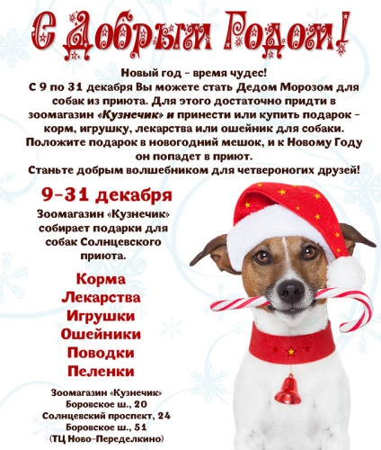 Kutya ajándék, kutya jó kezekben menedéket kutyák Solntsevo