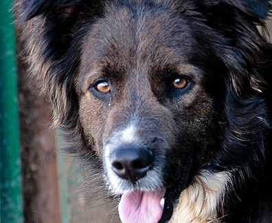 Kutya ajándék, kutya jó kezekben menedéket kutyák Solntsevo