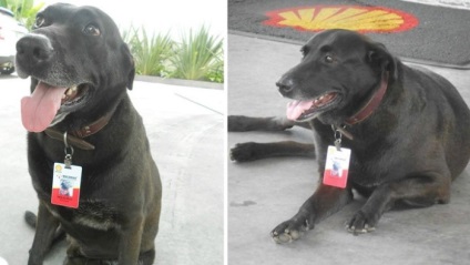 Kutya-munkások ezen a szép kutyákat mentettek meg a haláltól, és most ők „dolgozik” a tulajdonosok