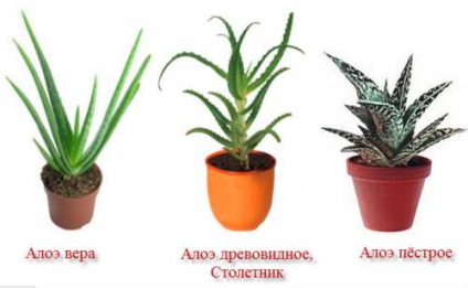 Aloe pattanások orvoslására segít, ha hogyan lehet egy maszk