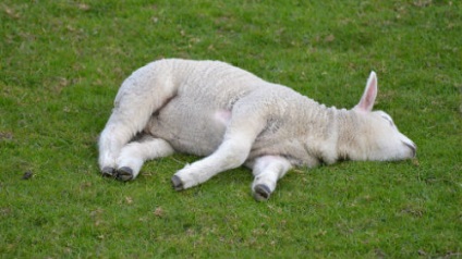 Álomértelmezés bárány, egy álom, amit álmok bárány