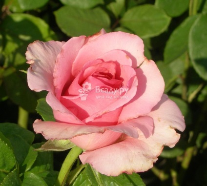 Rózsa fajták fényképét és a nevét, jellemzőit, jó minőségű